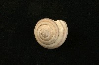 藏品(蘭嶼蝸牛)的圖片